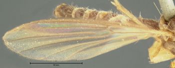 Media type: image;   Entomology 1203 Aspect: wing